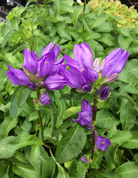 Campanula glomerata Freya