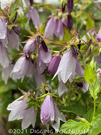 Campanula ‘Iridescent Bells’