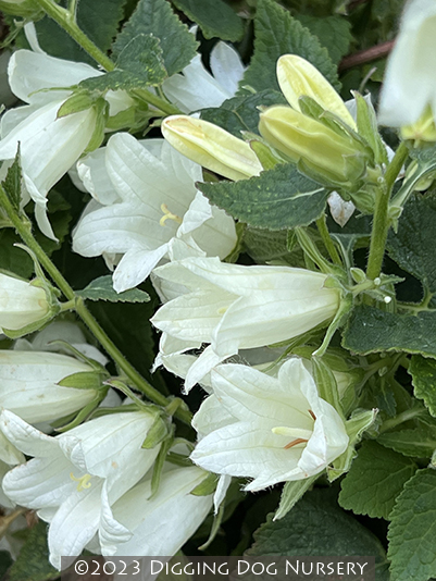 Campanula ochroleuca &lsquo;Mrs. V. Vollenhove&rsquo;