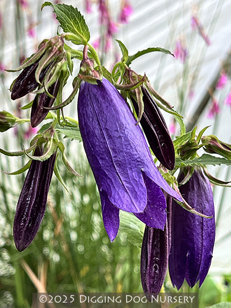 Campanula ‘Purple Sensation’