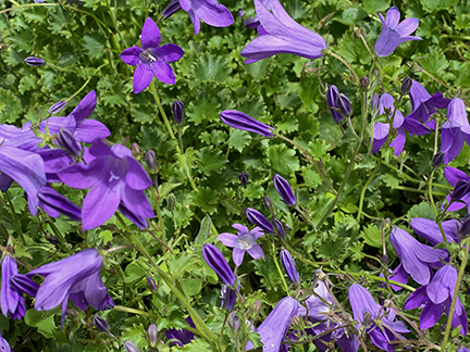 Campanula portenschlagiana Resholt Variety