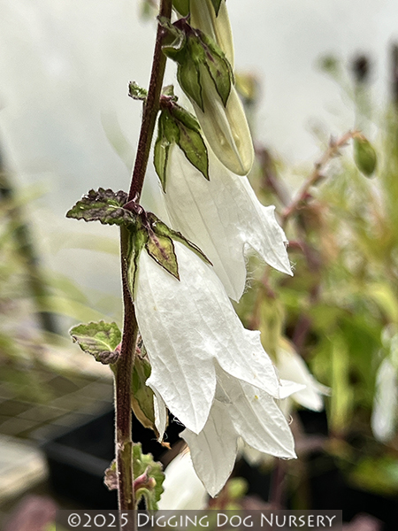 Campanula sarmatica