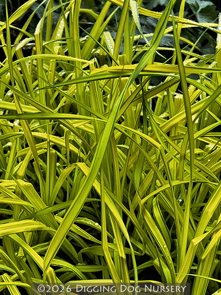 Carex elata ‘Aurea’