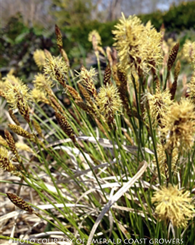 Carex pensylvanica Straw Hat