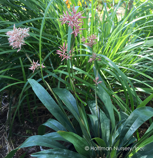 Carex scaposa