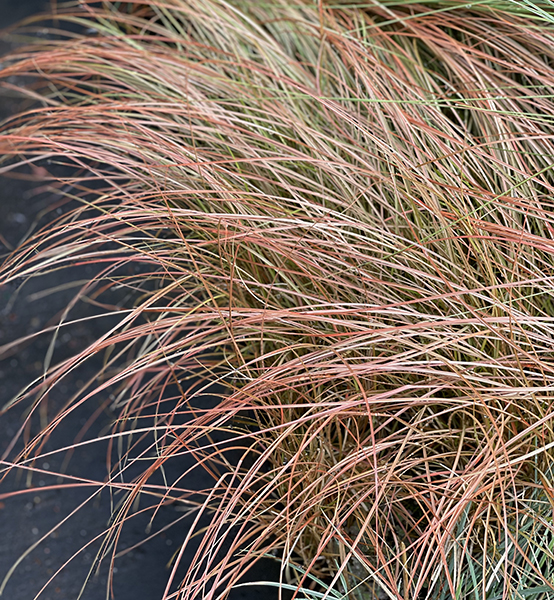 Carex tenuiculmis