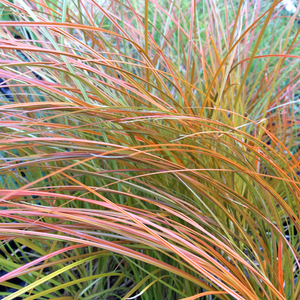 Carex testacea