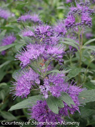 Caryopteris clandonensis ‘Dark Knight’