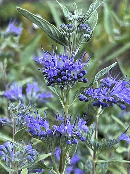 Caryopteris clandonensis ‘Longwood Blue’