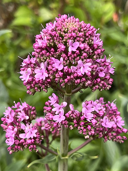 Centranthus ruber ‘Pretty Betsy’