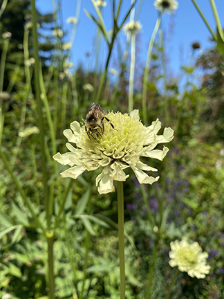 Cephalaria gigantea