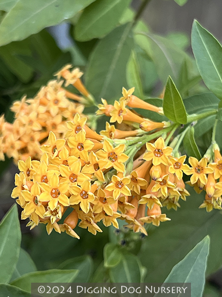 Cestrum Orange Peel