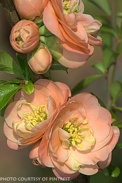 Chaenomeles superba ‘Cameo’