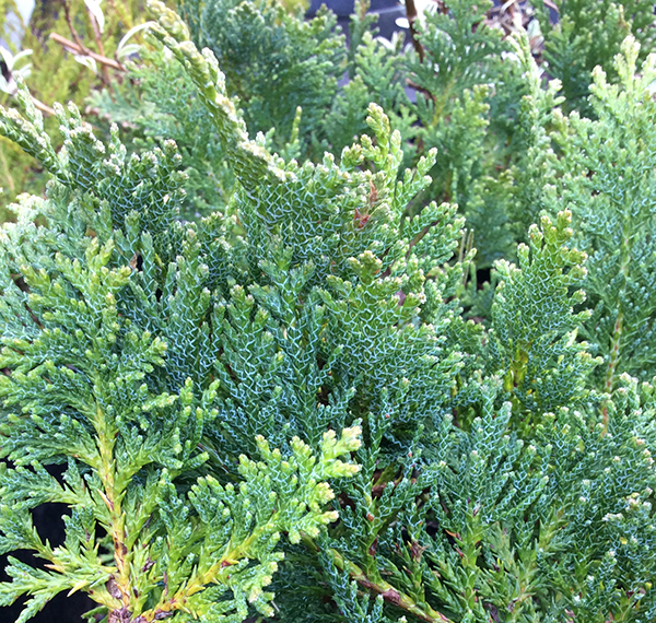 Chamaecyparis lawsoniana Nidiformis