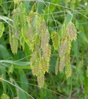 Chasmanthium latifolium