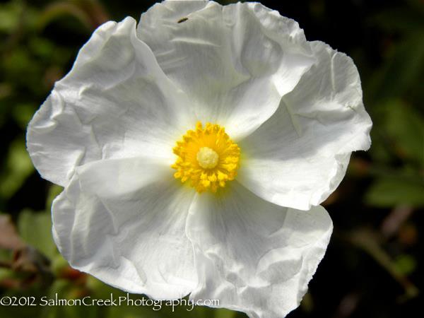 Cistus ‘Snow White’