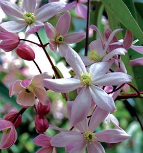 Clematis Armandii Apple Blossom At Digging Dog Nursery