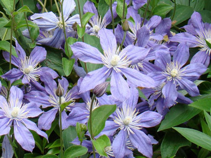 Clematis Arabella