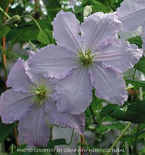 Clematis ‘Blue Angel’