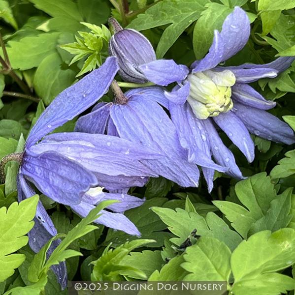 Clematis macropetala Blue Bird