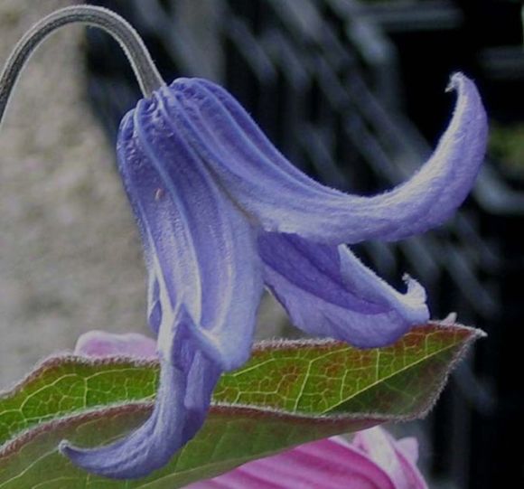 Clematis integrifolia ‘Blue Boy’