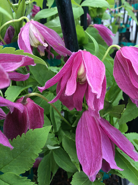 Clematis alpina ‘Constance’