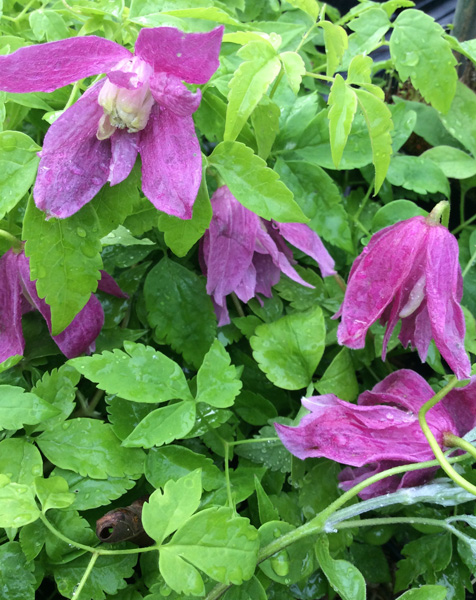 Clematis alpina Constance