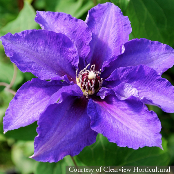 Clematis &lsquo;Danielle&rsquo;
