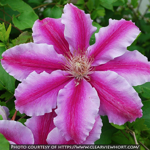 Clematis &lsquo;Doctor Ruppel&rsquo;