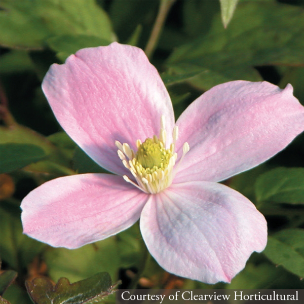 Clematis montana Elizabeth