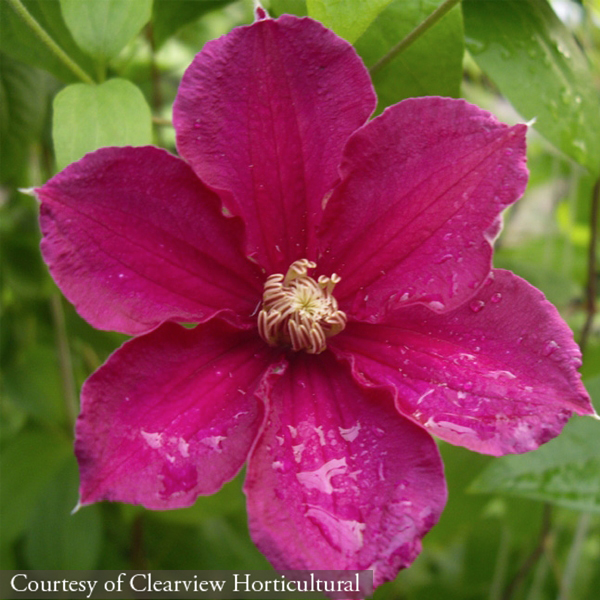 Clematis ‘Ernest Markham’