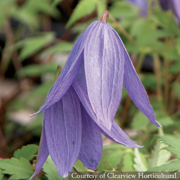 Clematis alpina ‘Francis Rivis’