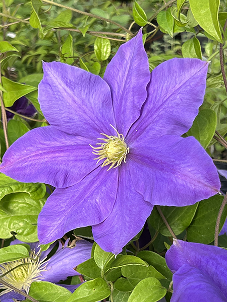 Clematis ‘Fujimusume’