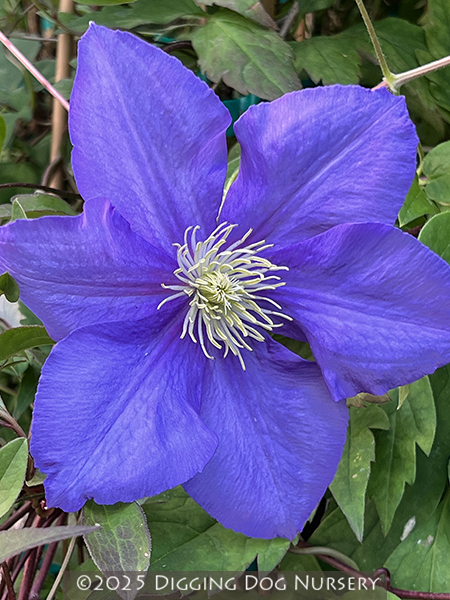 Clematis General Sikorski