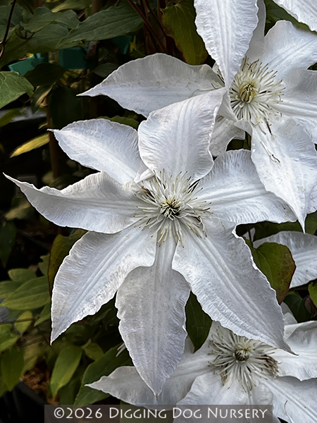 Clematis ‘Gillian Blades’