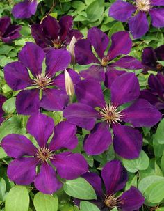 Clematis ‘Gipsy Queen’