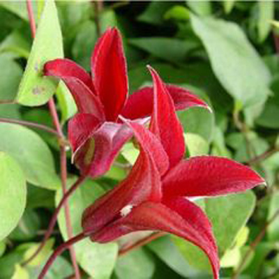 Clematis Gravetye Beauty