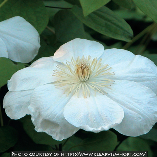 Clematis ‘Guernsey Cream’