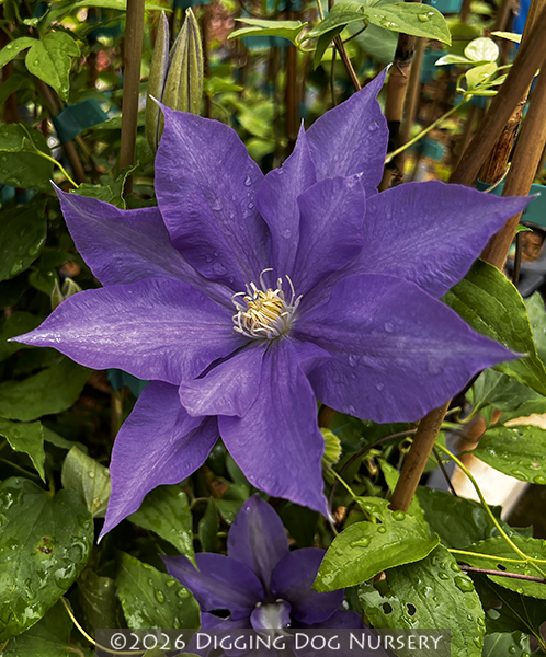 Clematis &lsquo;H. F. Young&rsquo;