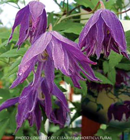 Clematis macropetala ‘Jan Lindmark’