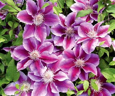 Clematis Kilian Donahue