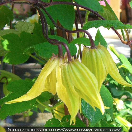 Clematis chiisanensis ‘Lemon Bells’