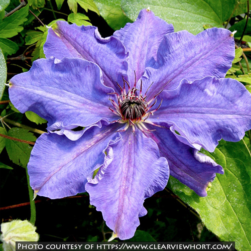 Clematis ‘Lord Neville’