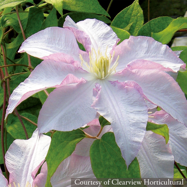 Clematis ‘Morning Mist’