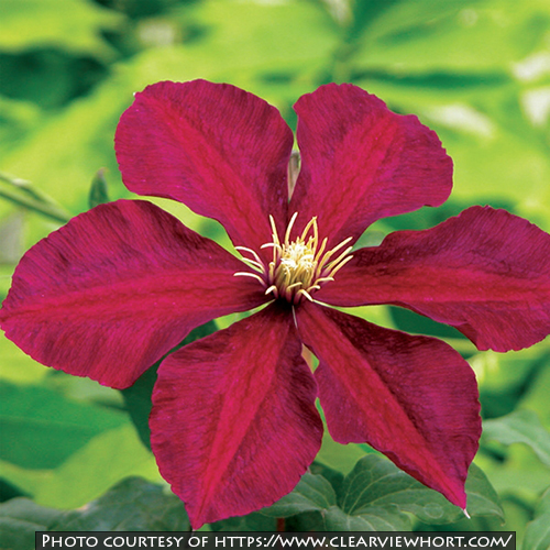 Clematis ‘Niobe’