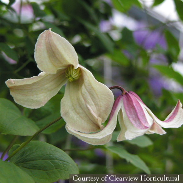 Clematis Pagoda