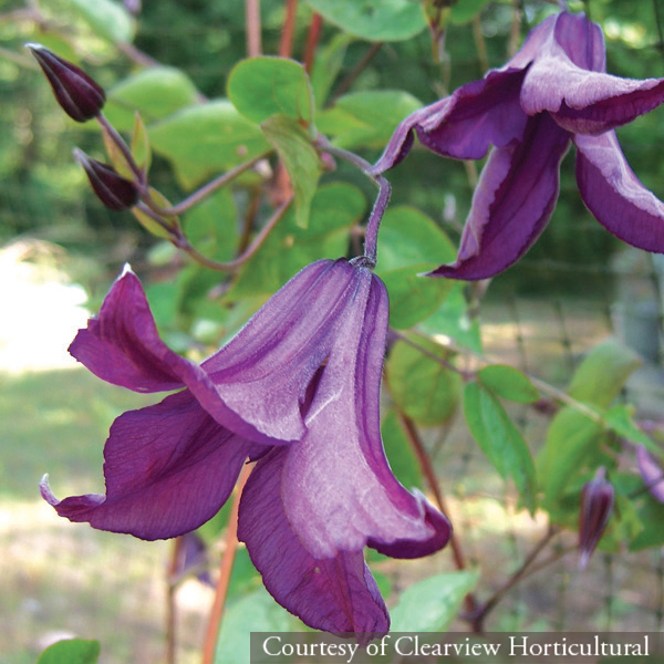 Clematis Pamiat Serdtsa