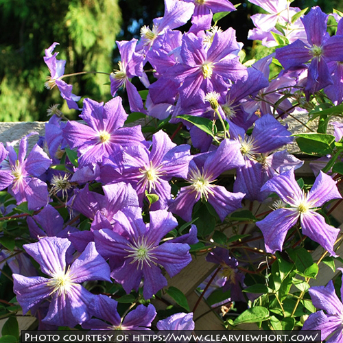 Clematis ‘Perle d’Azur’