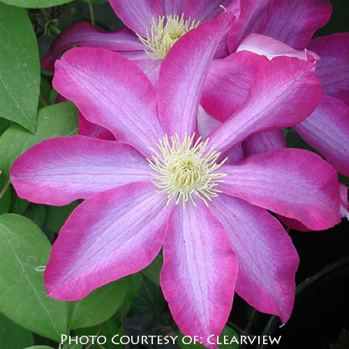 Clematis ‘Pink Champagne’
