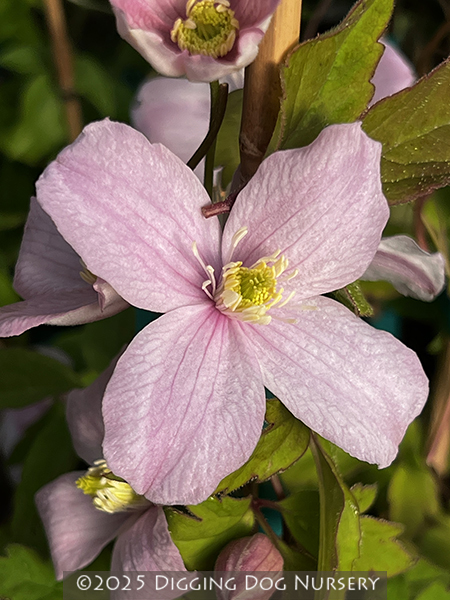 Clematis montana 'Pink at Digging Nursery